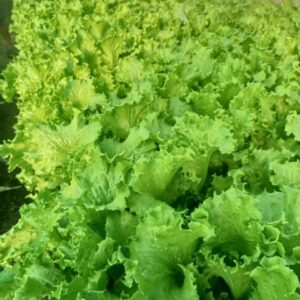 Salad-សាឡាត