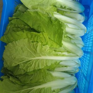 Curly Wrap Bok Choy-ស្ពៃក្រញាញ់
