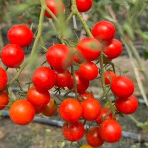 Cherry Tomatoes-ប៉េងប៉េាះឈើរី